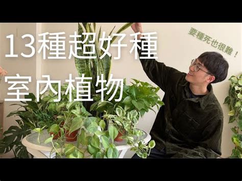 容易種植的植物|【室內種植入門】9大超易打理+慳位室內植物！常綠